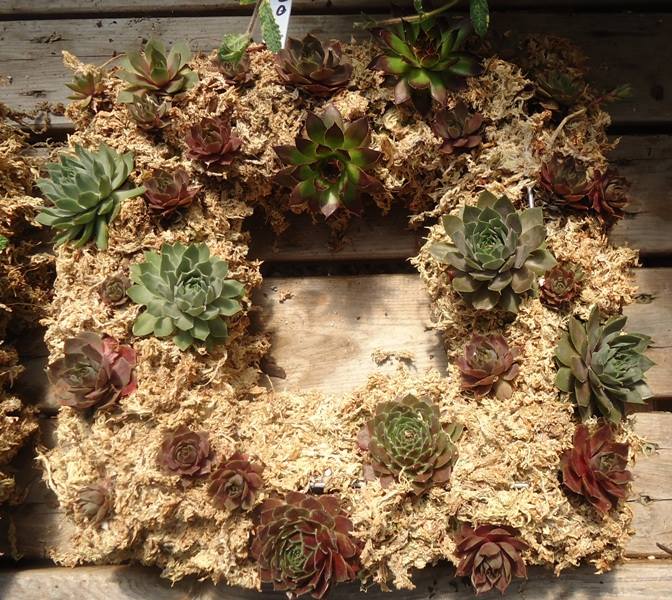 living wreath with succulents