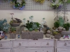 succulent display