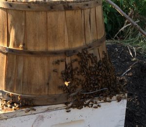 bee on hive