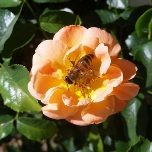 bee on rose