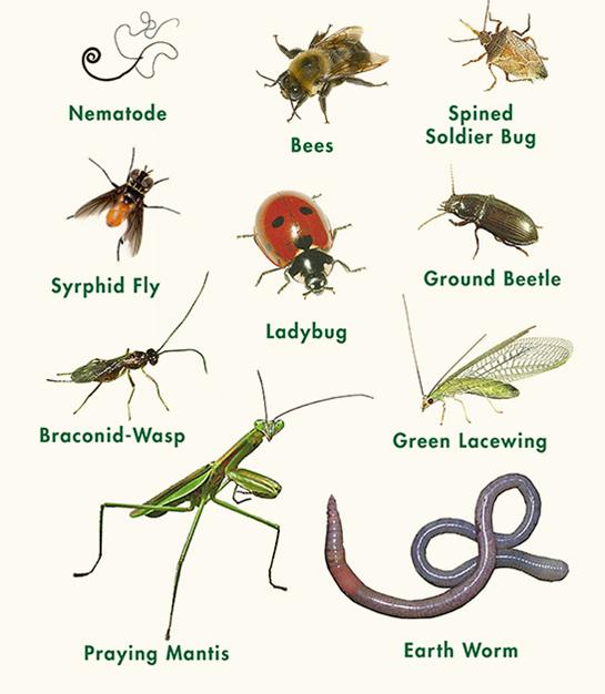 Image of Beneficial insects in the garden